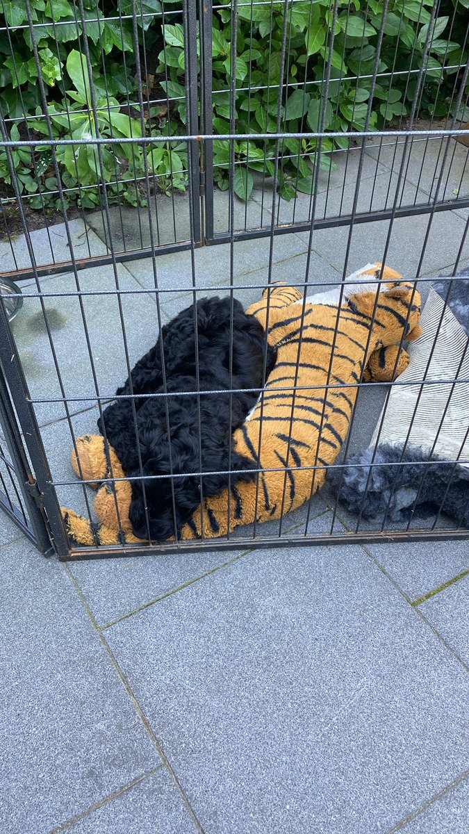 Dat is leuk- volgende week zaterdagmorgen ben ik op radio M: tussen 10-12 uur word ik gebeld:zoek n tijgerknuffel Ikea voor de doodles. Hebben hem kapot gespeeld. Wordt niet meer verkocht. Deed oproep in AD zonder succes. Radioman las het,nam contact op. Leuk begin vd dag!