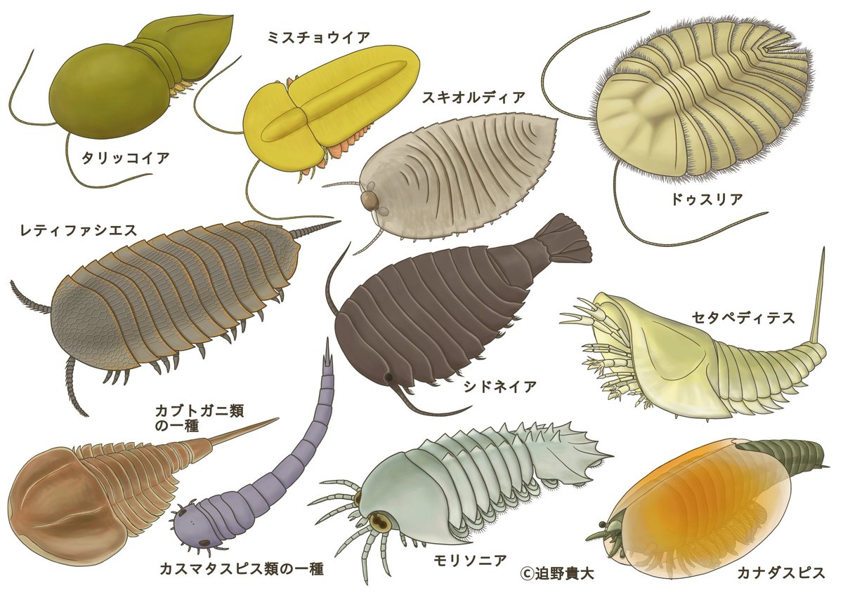 sakono_yrfw's tweet photo. 国立科学博物館で #大絶滅展 が始まりましたね！
私は古生物の復元画をたくさん描かせていただきました！

ぜひ会場で化石と見比べてみてください～ https://t.co/wWOLstyxHv