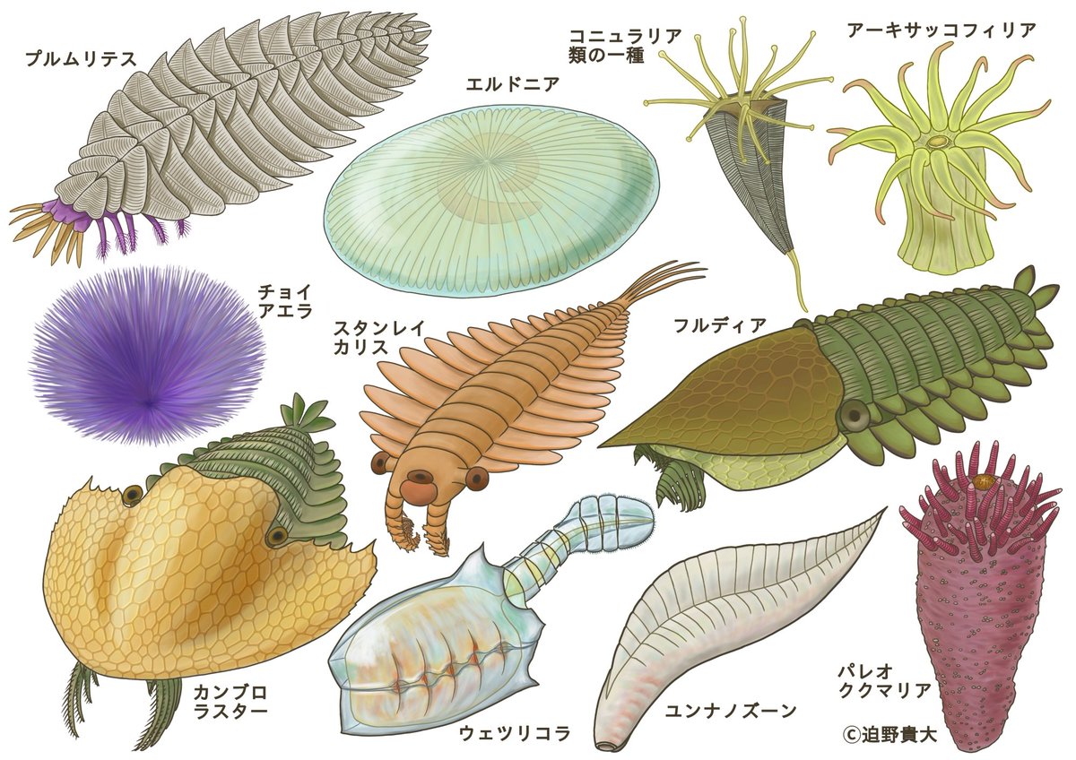 sakono_yrfw's tweet photo. 国立科学博物館で #大絶滅展 が始まりましたね！
私は古生物の復元画をたくさん描かせていただきました！

ぜひ会場で化石と見比べてみてください～ https://t.co/wWOLstyxHv
