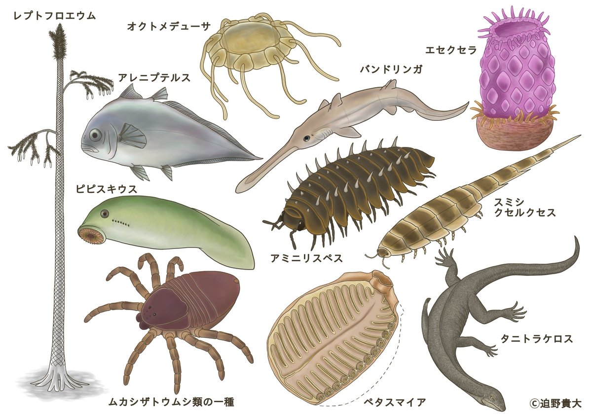 国立科学博物館で #大絶滅展 が始まりましたね！
私は古生物の復元画をたくさん描かせていただきました！

ぜひ会場で化石と見比べてみてください～