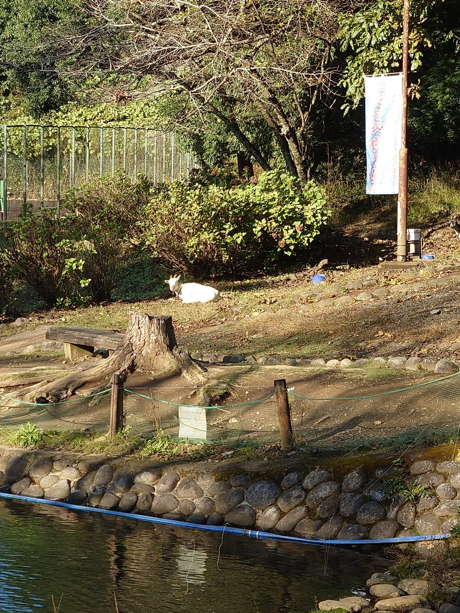 ずけもの (@200kemono) / Posts / X