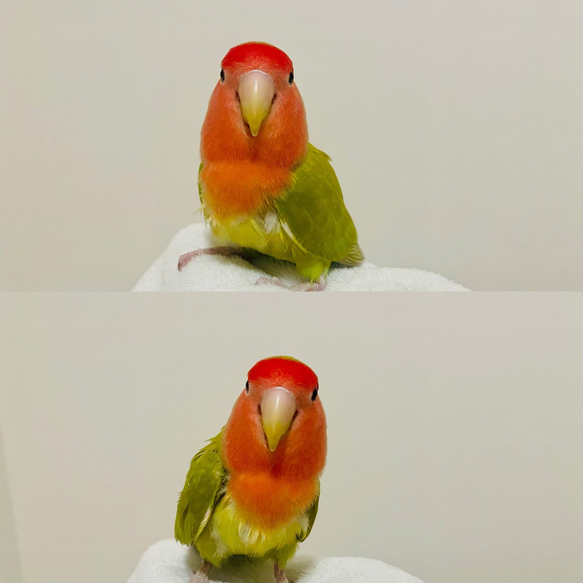 megtype's tweet image. 鳥フェス横浜行きたかったな〜…
いつか鳥フェスで演奏依頼きますように🦜