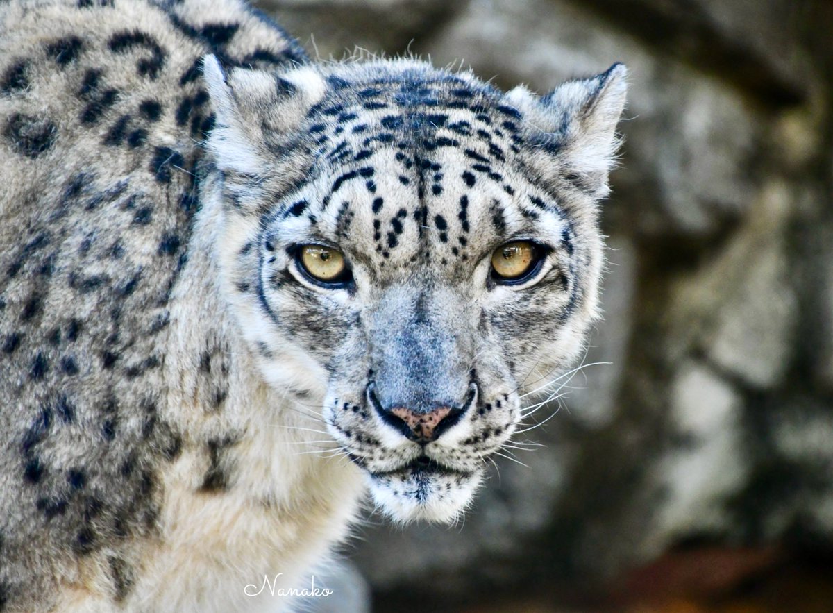 「神の獣 雪豹 - The Eidolon, Leopard」2019年 神の獣 雪豹 - The Eidolon,Snow Leopard」2019年 - メルカリ