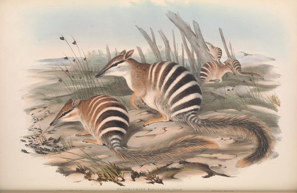 BioDivLibrary's tweet image. The Numbat is Australia&apos;s only truly diurnal marsupial. This Numbat is from Gould&apos;s &quot;Mammals of Australia&quot; (1863): &quot;with its beautiful tail spread out to the full extent, it offers a great resemblance to the Squirrels&quot;. doi.org/10.5962/p.3127… #InternationalNumbatDay #ILoveBHL 🧪
