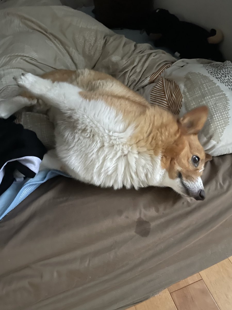 corgi_616161's tweet image. これ伸び伸び〜ってしよるとこなんやけど、手下に伸ばしてるのかわゆ😳❤️#コーギー #corgi #もふもふ #コーギーのいる暮らし