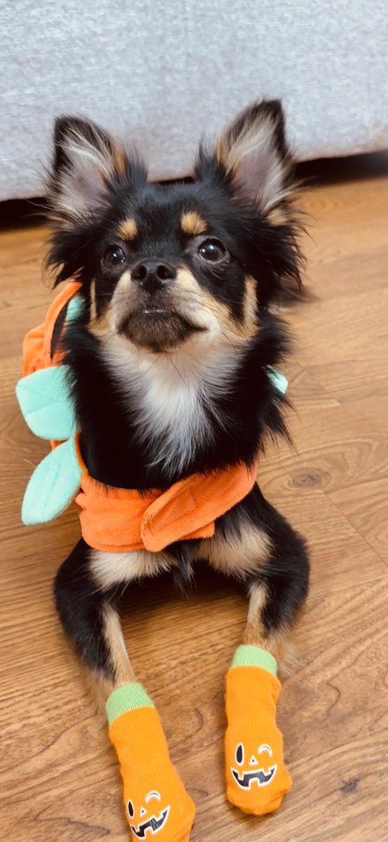 HAPPY HALLOWEEN FROM ME AND BOBA 🎃 💕