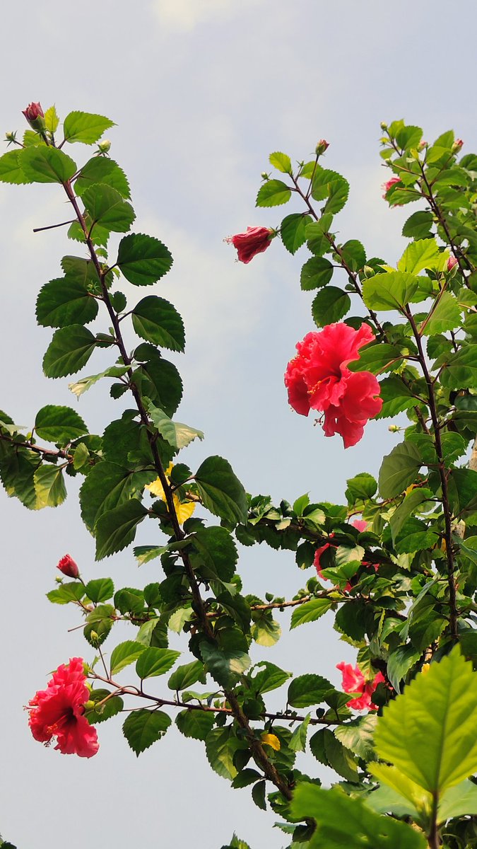 _pragyashukla_'s tweet image. Saw it...
Liked it..
So clicked it..