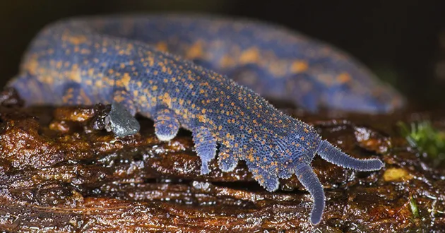 kaylaskritterz tweet media