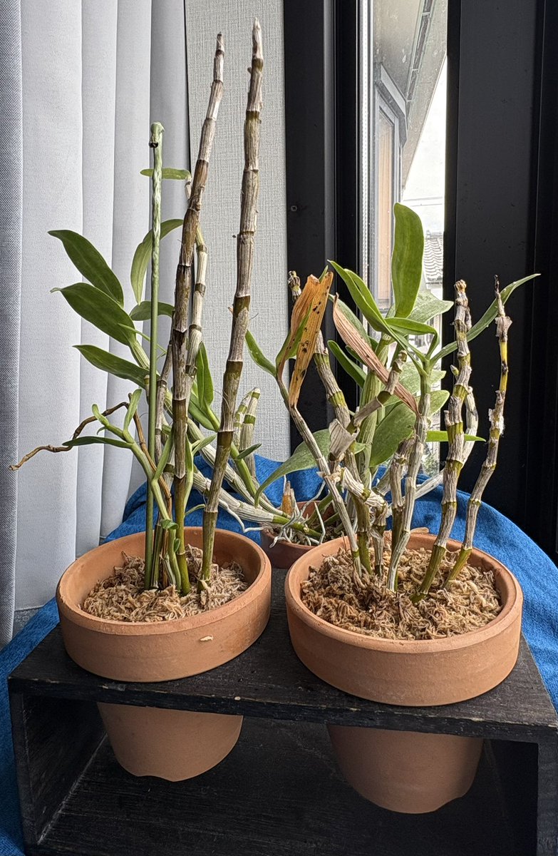 地球花 ムラサキノハナ👾 on X