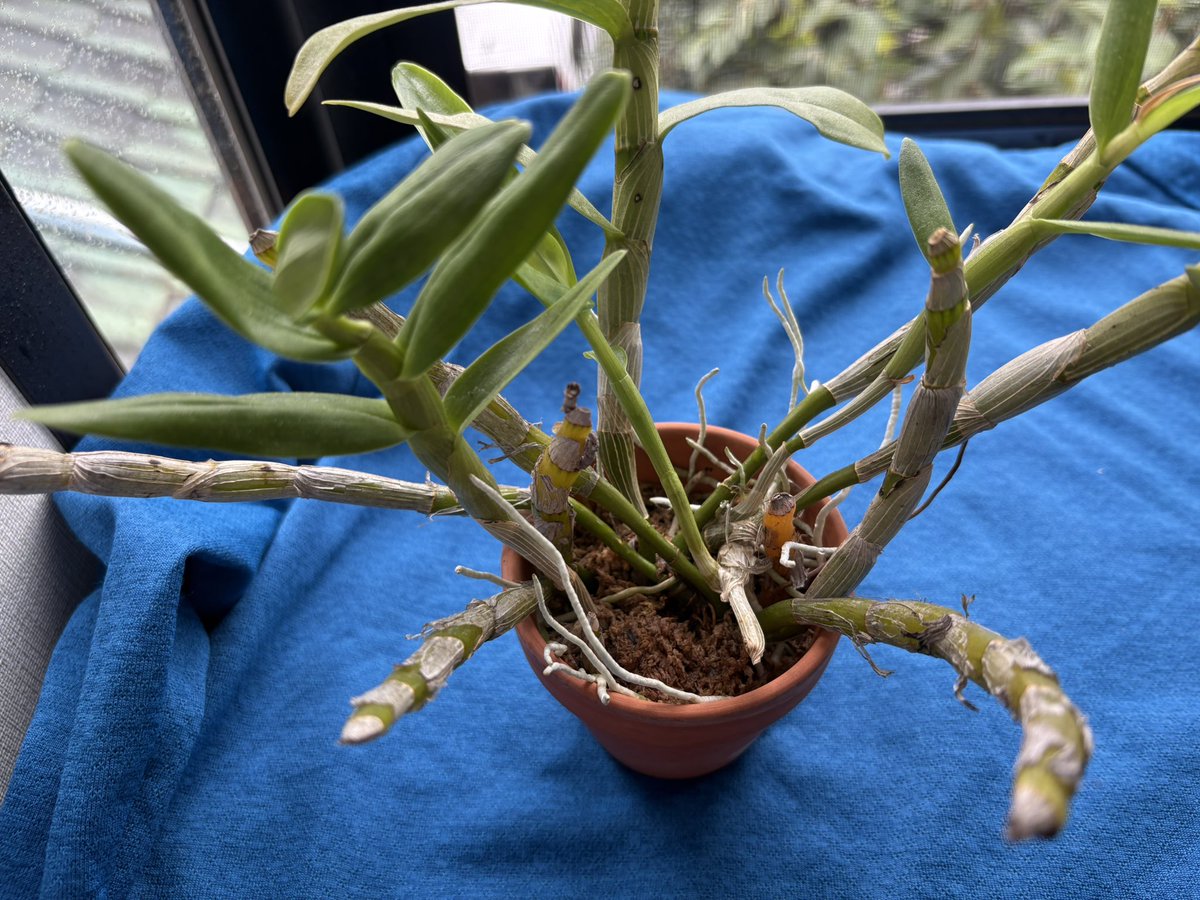 ムラサキノハナ👾 on X