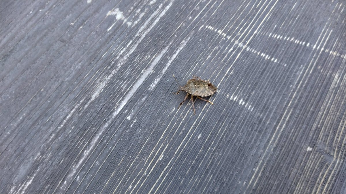 ふじもん 公式】シナモン・JP・ツインロック｜電動アシスト自転車／自転車