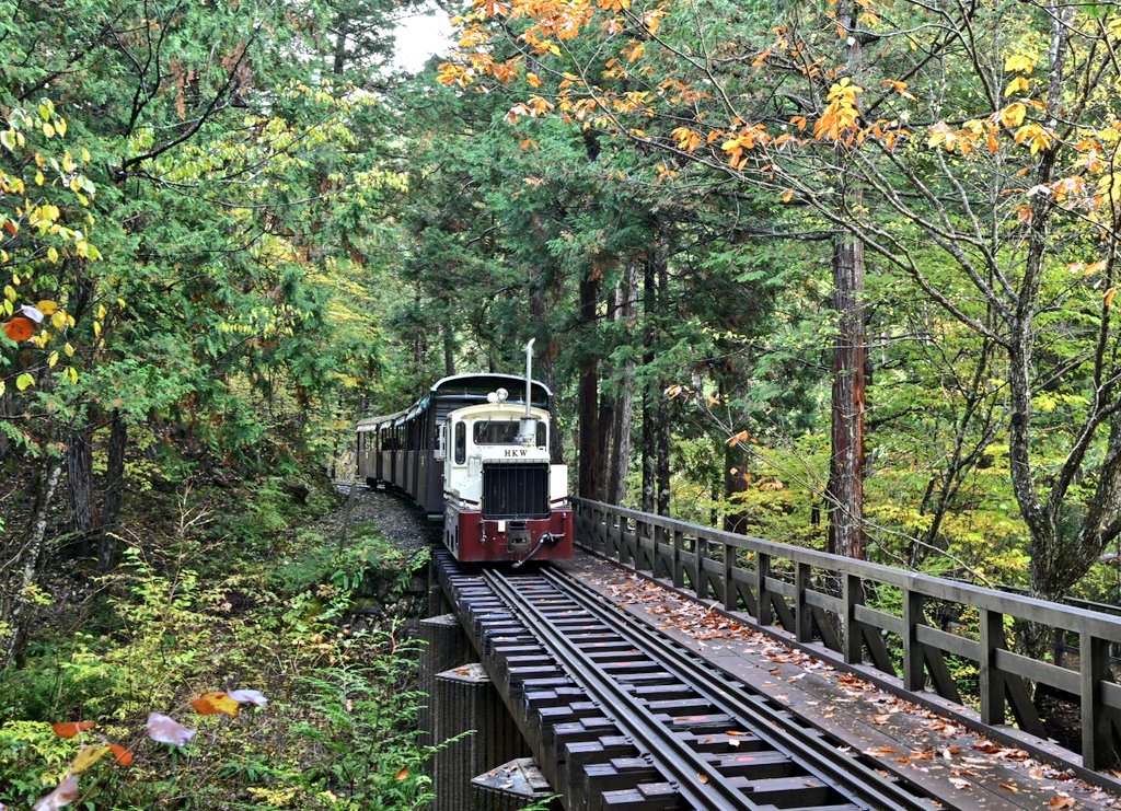 赤沢自然休養林に来ました…