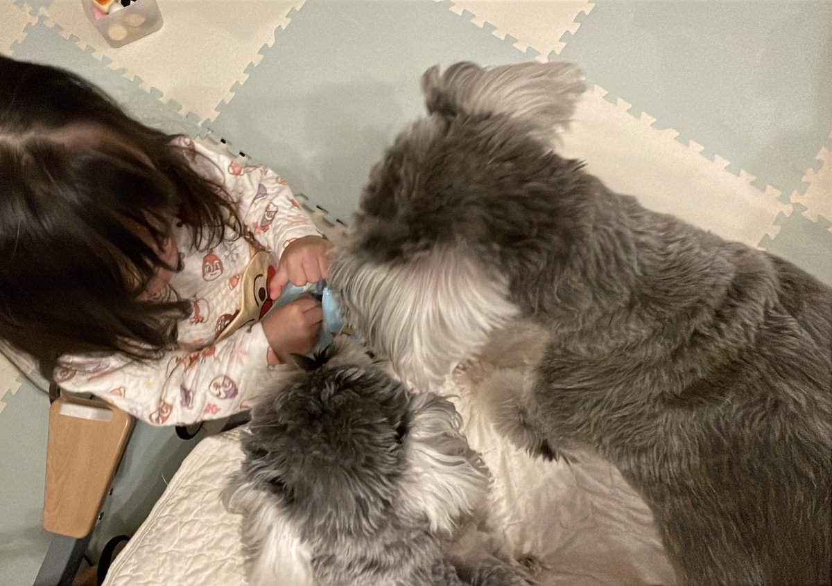 kahu0626's tweet photo. 一緒にふりかけを選びたい2匹🐶🐶 https://t.co/H5ST6PdaIM