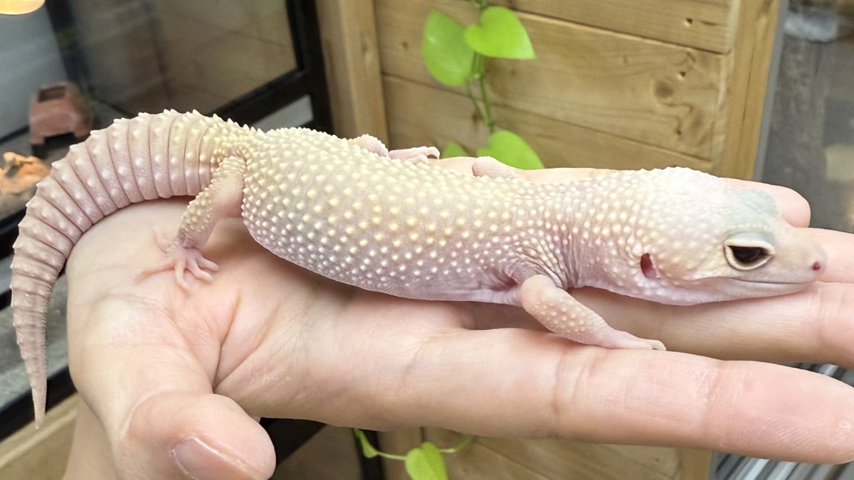 のこのこページ コノケ@GSF02【1組-62】委託 (@konokekonoke) / Posts / X