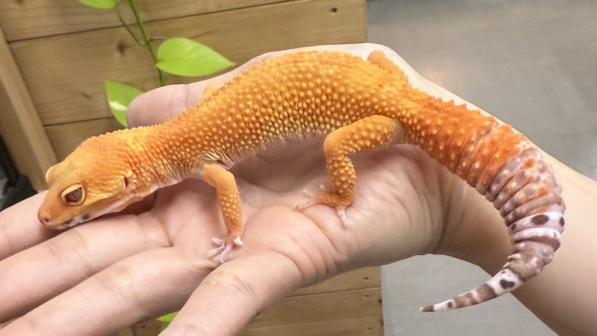 爬虫類倶楽部中野本店 本アカウント on X