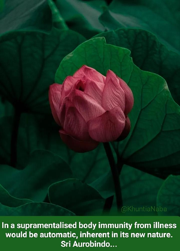 In a supramentalised body immunity from illness would be automatic, inherent in its new nature.

Sri Aurobindo...
Letters on Yoga - IV

#SriAurobindo
#TheMother
#Immunity