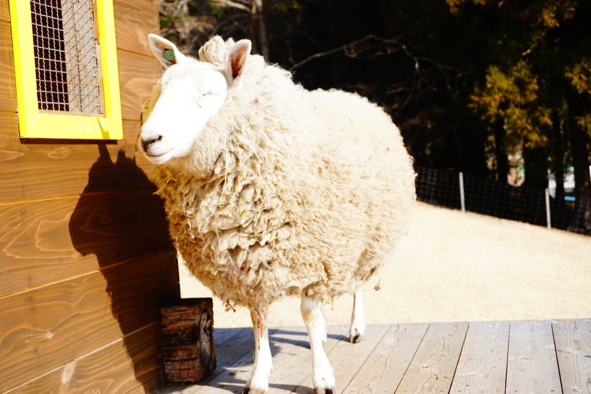 ひつじ 世界一かわいいヒツジ】ヴァレーブラックノーズシープの赤ちゃん3頭