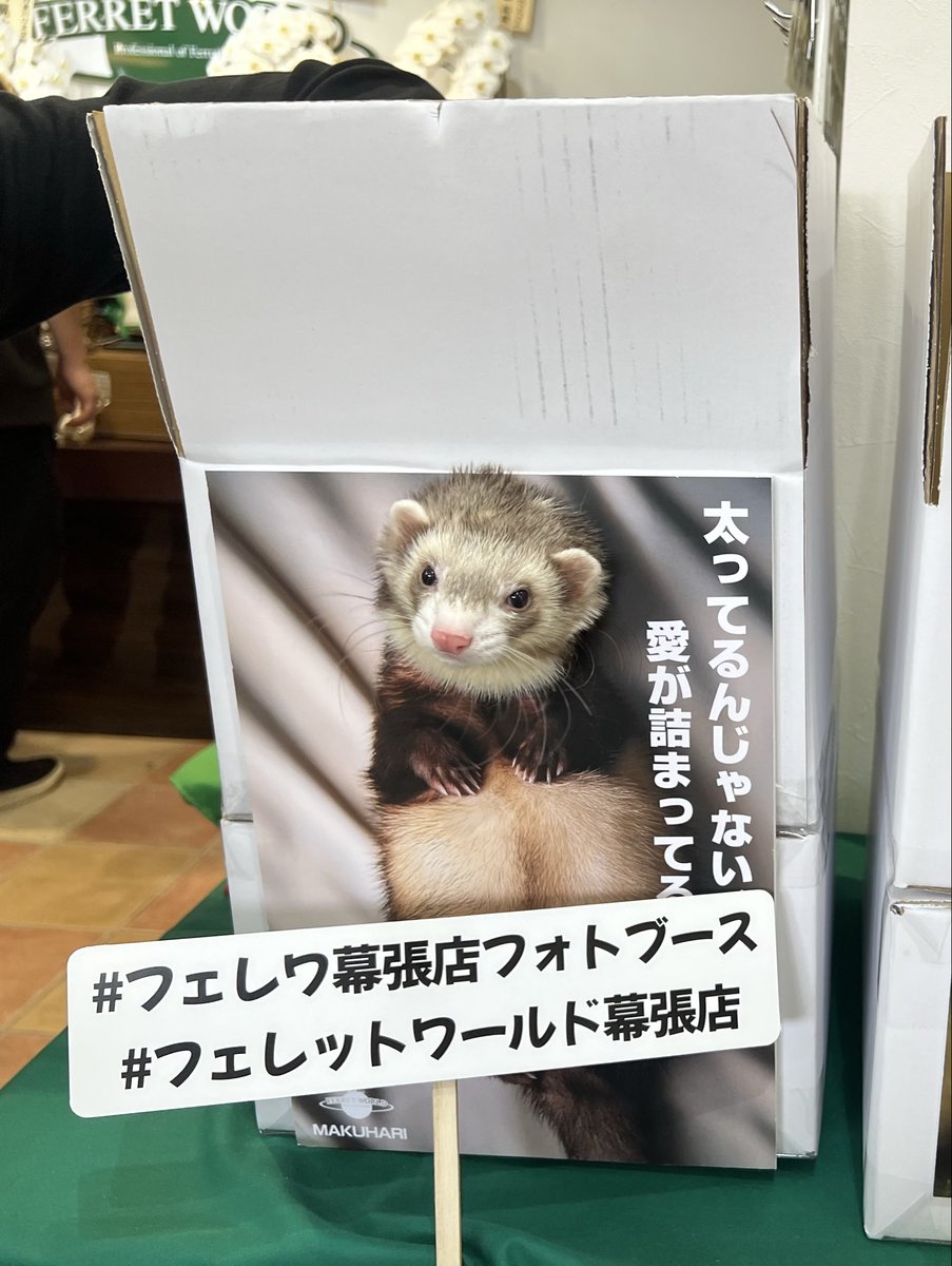 rumi0422's tweet photo. 新店舗オープン
いつもお世話になってますよー^ ^

#フェレットワールド幕張店
#フェレワフォトブース https://t.co/RXsZwRyDx0
