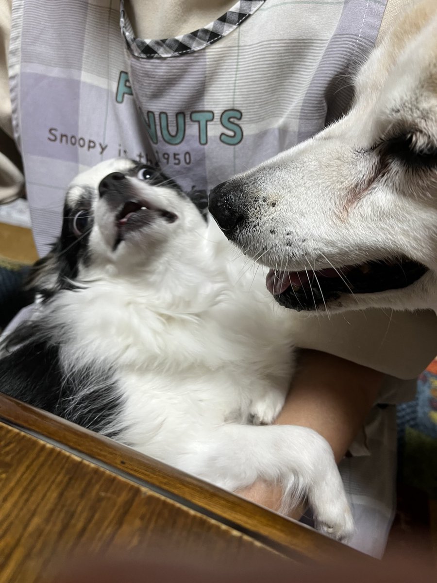 chiwawa_chie's tweet photo. モカねえさん「ちょっとわたしもおばあちゃんのお膝の上座りたい」
ちぃちゃん「ここはぼくの場所だよぉ」
モカねえさん「代わってよぉ」
ちいちゃん「いやだってばぁ」
 #チワワ党 #チワワのいる暮らし #犬好きさんと繋がりたい #犬のいる暮らし #しじみ目犬 https://t.co/QuJY67OPGS