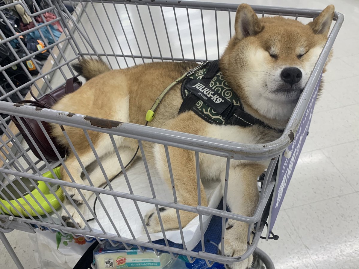 kuuqq99's tweet image. 買い物中に大爆睡…‼️