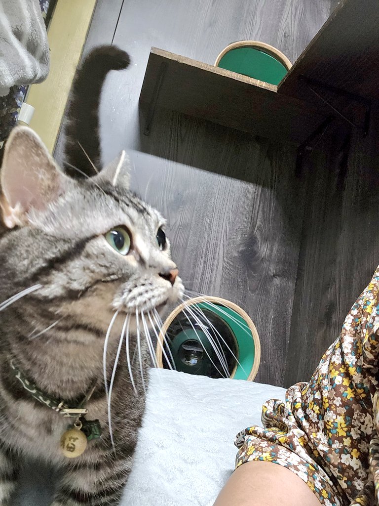 twinklebox1122's tweet photo. １１月になりましたね。
😺✨️久々のポストです☺️🙏。 https://t.co/USr5Vq1ooG