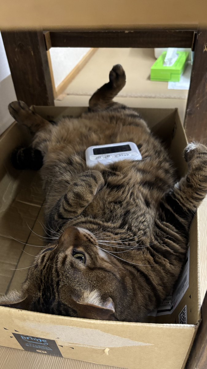 このポストが流れてきたという事は
あなたはきっと猫が大好きなのでしょう

     〝  深く考えずに
                泊まりに来て下さい  〟

猫たちとお部屋貸切で遊べますよ
予約はTOPのリンクより出来ます
フォローもお願いします