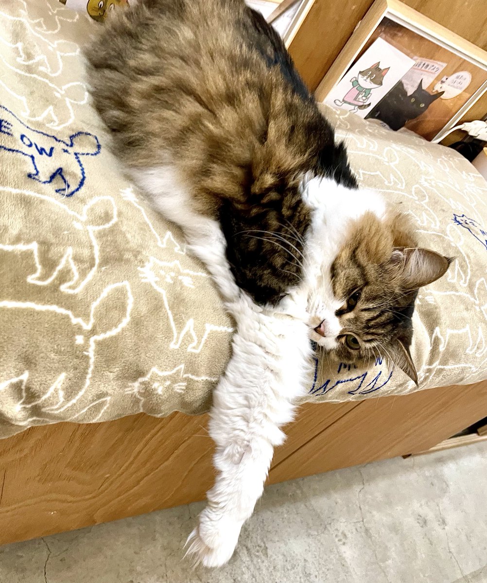 ねこ:0ページ Amazon | カインズ(CAINZ) ワイヤー猫じゃらし しっぽ 全長90cm