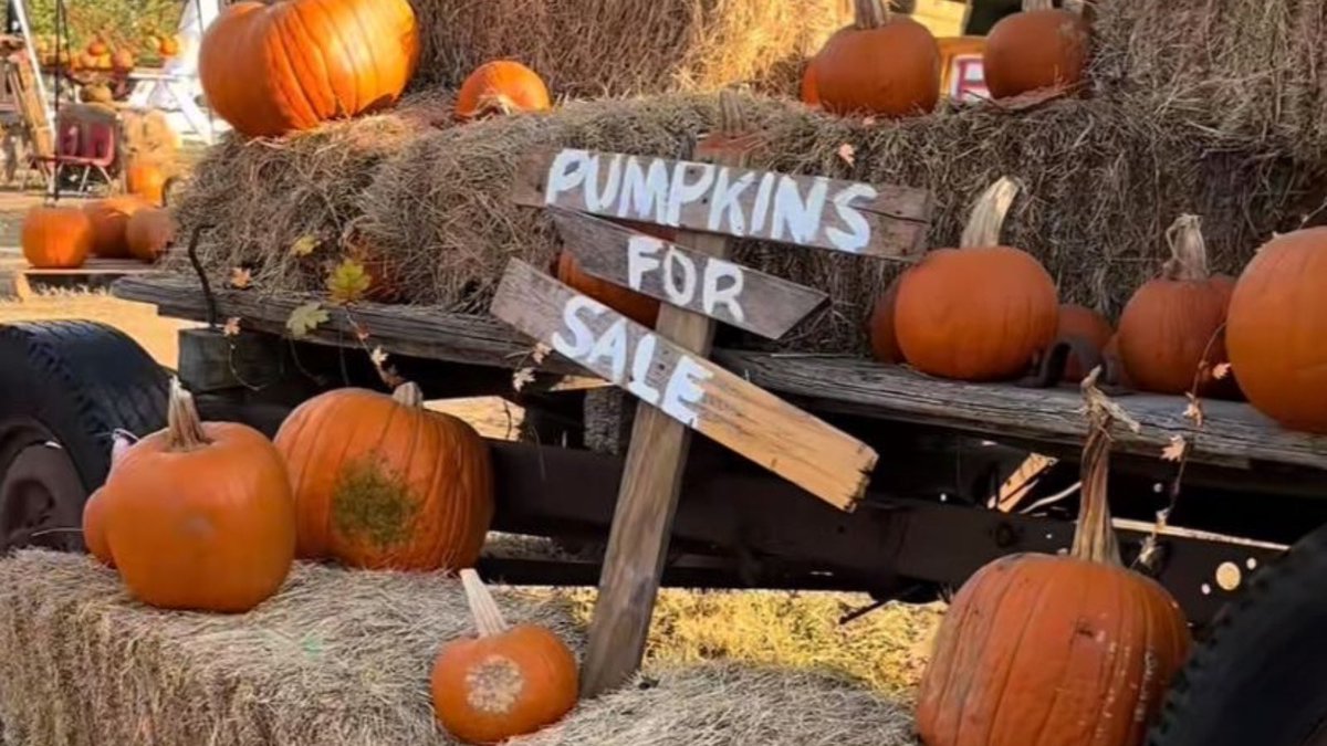 𝖲𝖺𝗅𝖾𝗆 ; 𝖠𝗋𝗐𝖾𝗇 𝖲𝖾𝖺𝗌𝗈𝗇 .ᐟᅟ tweet media