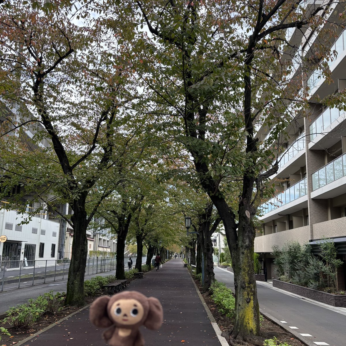 Чебура́шка（ﾁｪﾌﾞﾗｰｼｶ） (@Tripper_Chebu) / Posts / X