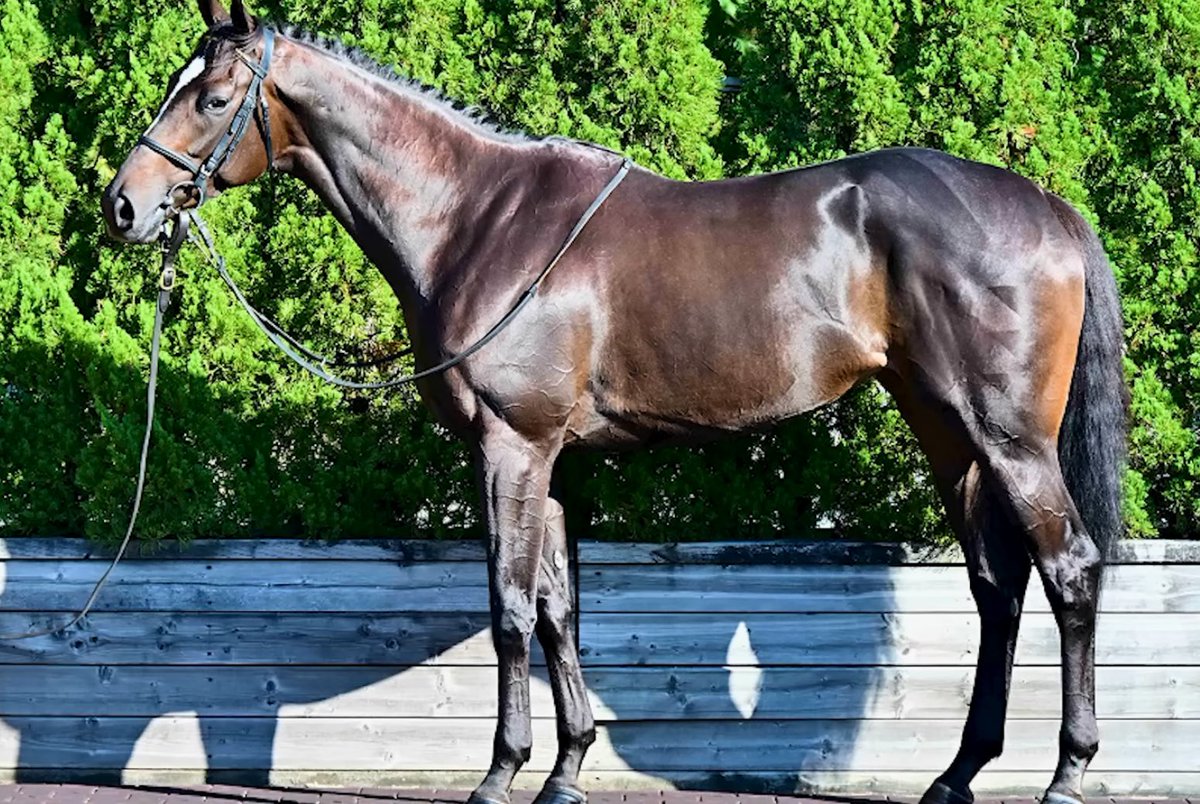 しばのすけページ ちんのすけ on X