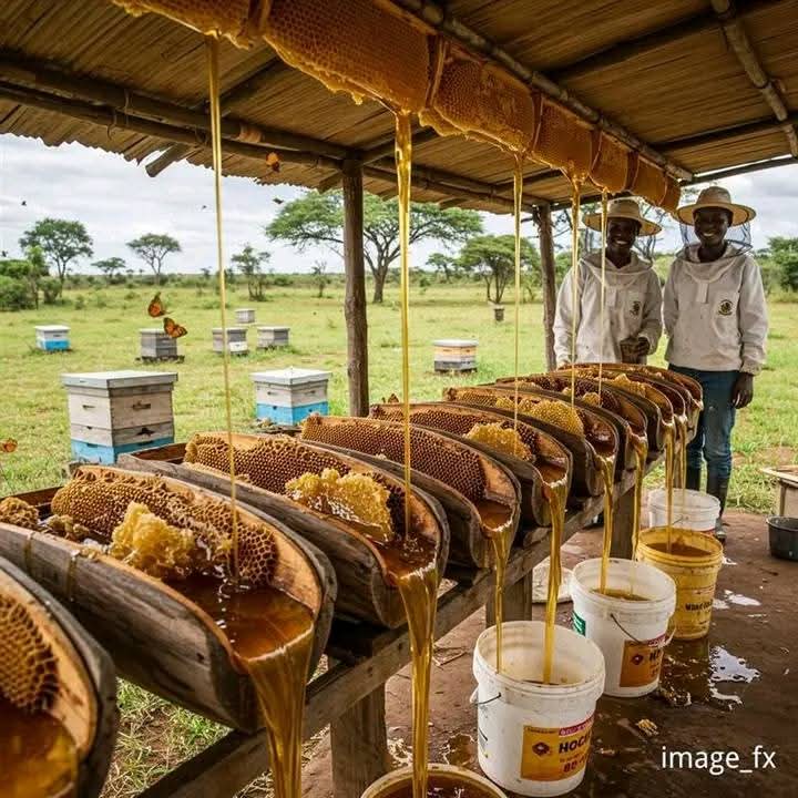 MANIRAFASHAAlb2's tweet photo. Modern honey farming is a blend of tradition and innovation. 🍯🐝 Using improved hives, protective gear, and proper colony management, beekeepers can harvest high-quality honey sustainably. It also support pollion, boost biodiversity. #ModernBeekeeping #HoneyFarming #AgriBusiness https://t.co/BAg35CvycG