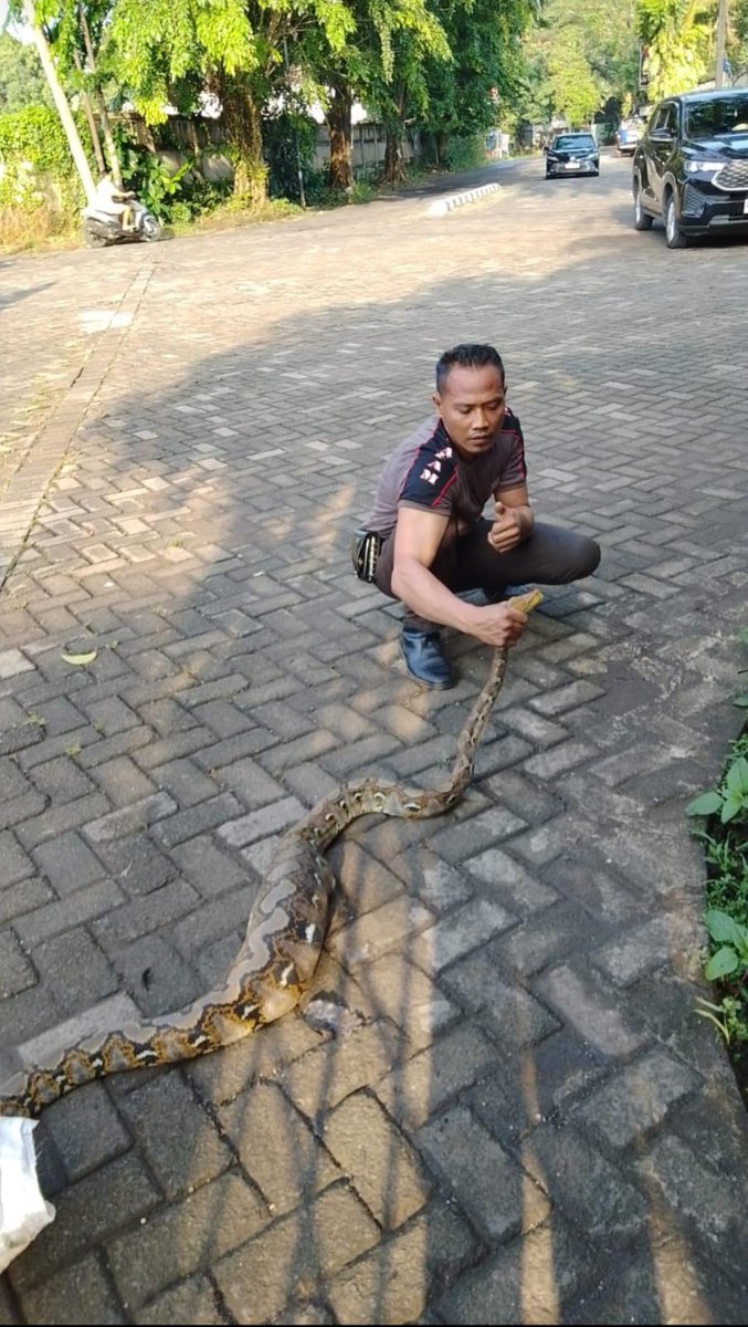 Sleepnormal's tweet image. Bener aja abis nyantap kucing