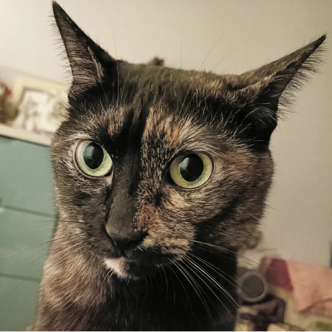 三好 (@miyoshiiii) / Posts / X