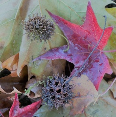 実りの秋になりました。
順に文書館庭園のナンキンハゼの実・シラカシの実・モミジバフウの実です。
全国で出没が相次いでいる熊を ＃デジタルアーカイブ福井 で検索してみると…こんなものが見つかりました。digital-archives.pref.fukui.lg.jp/s/fukui/item/1…
江戸時代後期には、山村では熊は貴重な生物資源だったようです。