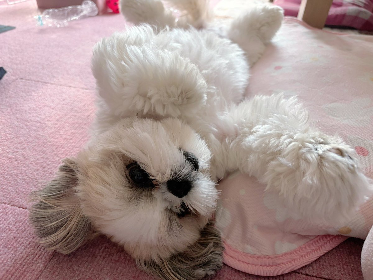 シーズー🍑ももちゃ🍑 (@_momo_0710_) / Posts / X