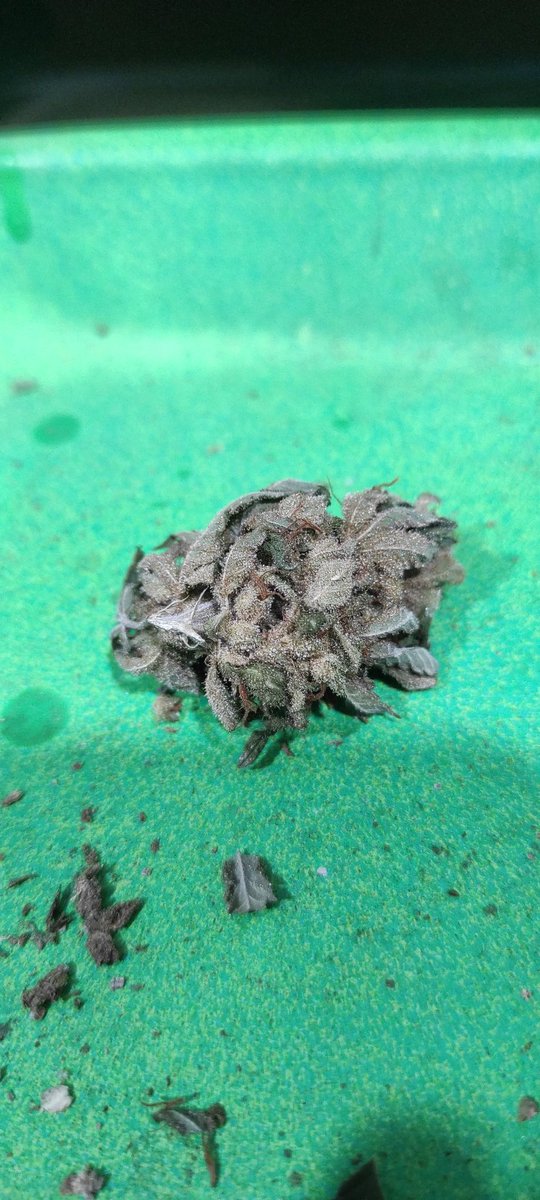 Max__william's tweet image. 