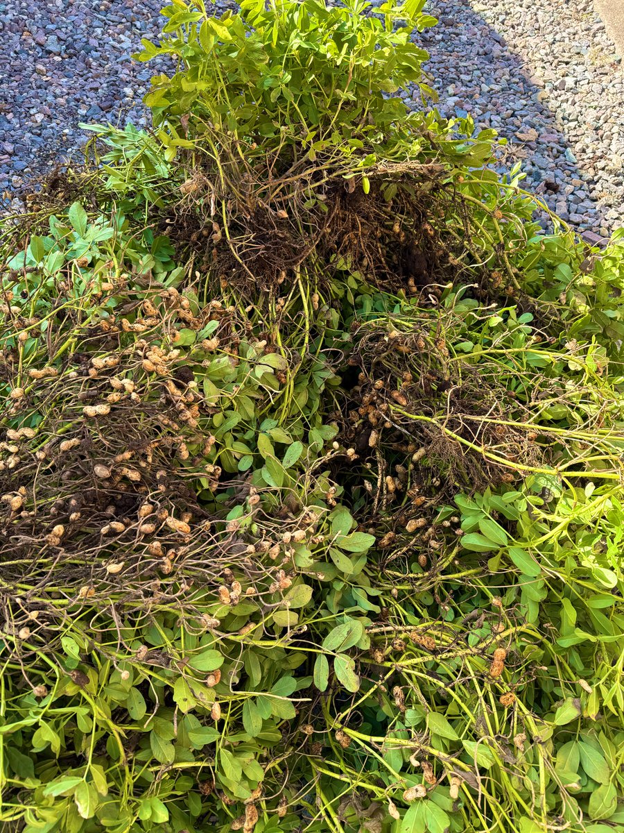 気持ち入れ替えて

前を見て進みます😊🫚

家の落花生じゃ〜い🫚🫚🫚💕