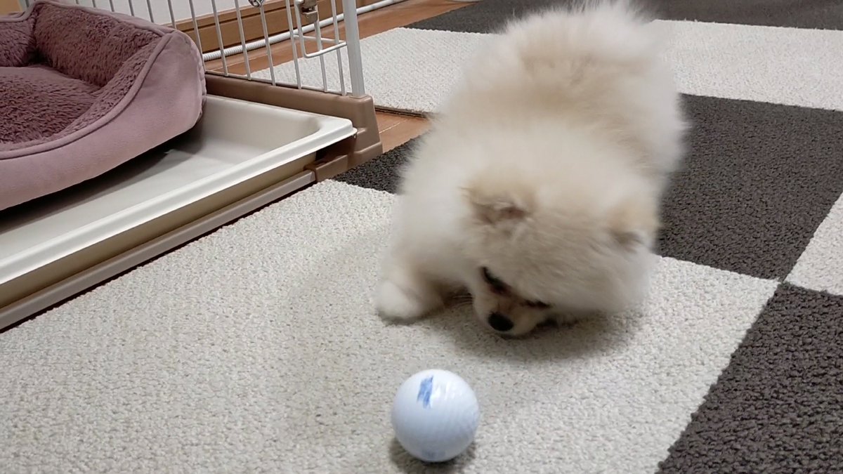 ポメラニアンのとろろ (@Pome_tororo) / Posts / X