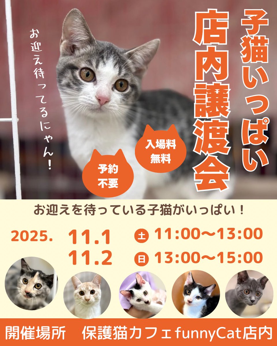 funnycatcafe's tweet photo. 明日11月2日(日)も店内ふれあい譲渡会を開催します！13:00〜15:00です☺️可愛い子猫ちゃん達が皆様のご来場を心よりお待ちしております！
#保護猫
#譲渡会
#子猫 https://t.co/HD7n97TcQY