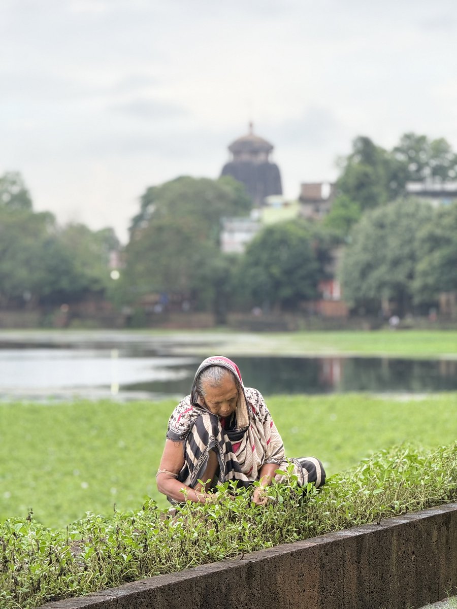 wandersidd's tweet image. A glimpse of true devotion — captured at Ekamra Van, where over 200 sacred and medicinal plants flourish by the serene Bindu Sagar, with the majestic Lingaraj Temple standing tall in the backdrop.

#Bhubaneswar
