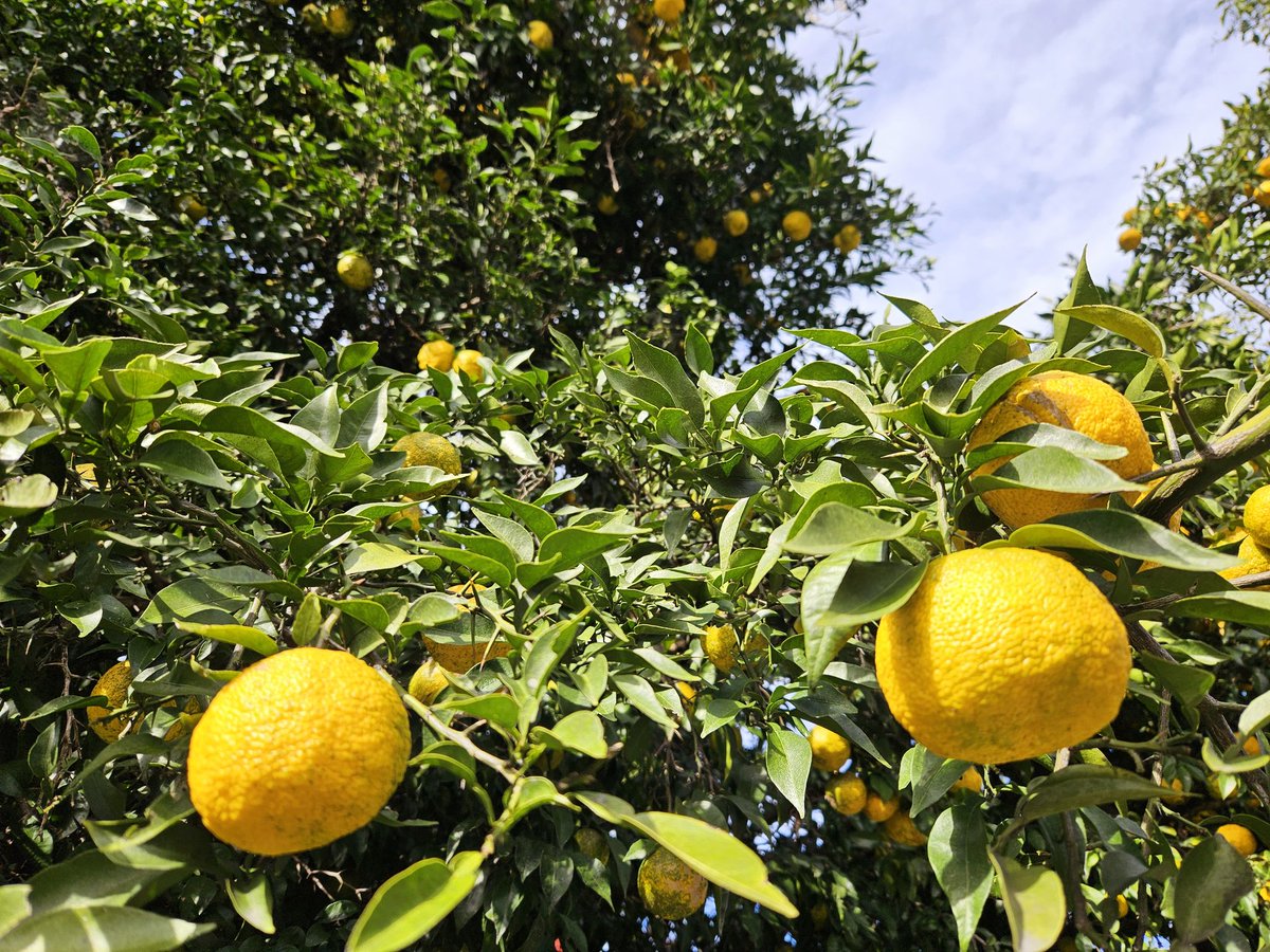 花梨～かりん💫 on X