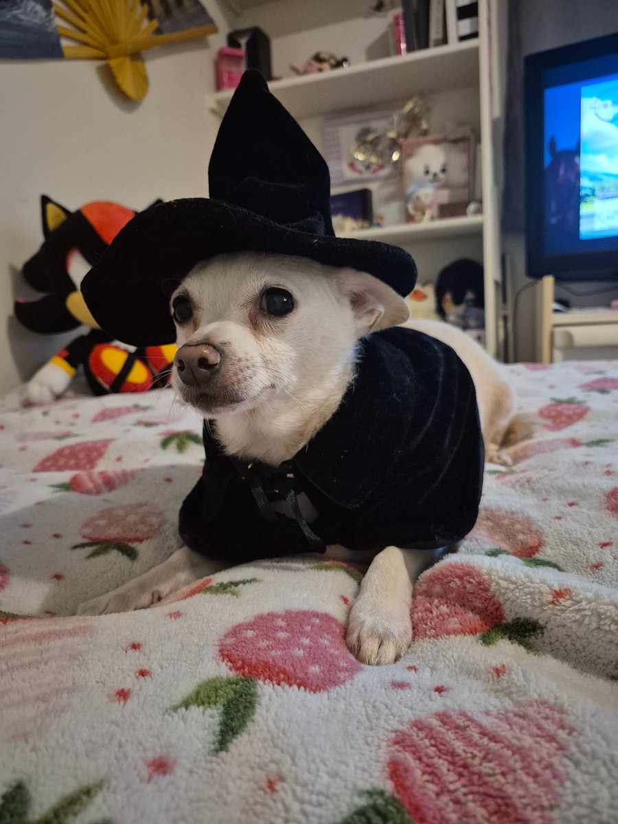 BaeWithTheTism's tweet photo. 🎃✨️🐶✨️🎃 https://t.co/Uj6wyf6Jzq