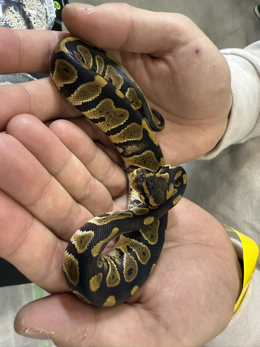 LR63112026's tweet image. LRCB
チョコレートhetクラウン ♀
お迎えありがとうございます😆
お久しぶりです😉
最近見ないので心配してましたw
ブリードも成功したみたいで、ブリーダーとして前進されてますね💕︎
またお店にも遊びに来てください!
今後ともよろしくお願いします。
#ボールパイソン
#九レプ
#ballpython