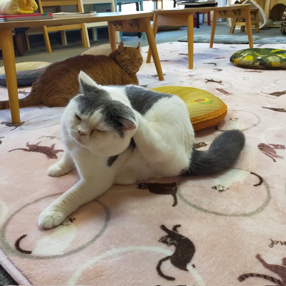 aizu_megoneko's tweet image. 雨上がりの土曜日
#會津めごねこ 営業中です

11月スタート✨
青空ですが冷たい風がびゅーびゅー吹いています
厚着してお出掛けください

猫、温めてます❤

#こぼし
#11月も
#11匹のめごい猫に逢いに来てね
#触れ合える猫カフェ
#猫休日
#11月も不定休
#3日4日は休業
#固定ポスト見てね
#会津 ＃cat