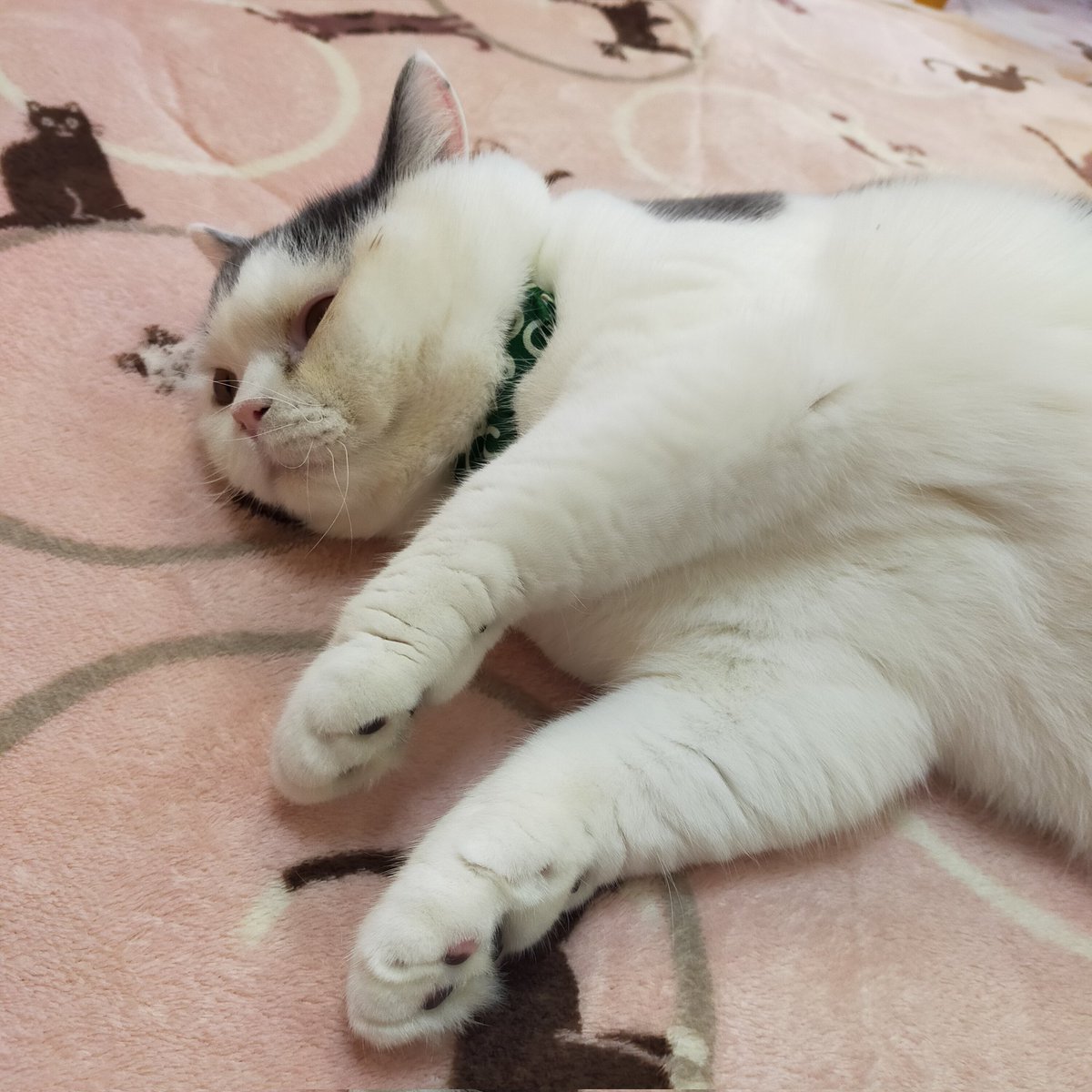 aizu_megoneko's tweet image. 雨上がりの土曜日
#會津めごねこ 営業中です

11月スタート✨
青空ですが冷たい風がびゅーびゅー吹いています
厚着してお出掛けください

猫、温めてます❤

#こぼし
#11月も
#11匹のめごい猫に逢いに来てね
#触れ合える猫カフェ
#猫休日
#11月も不定休
#3日4日は休業
#固定ポスト見てね
#会津 ＃cat