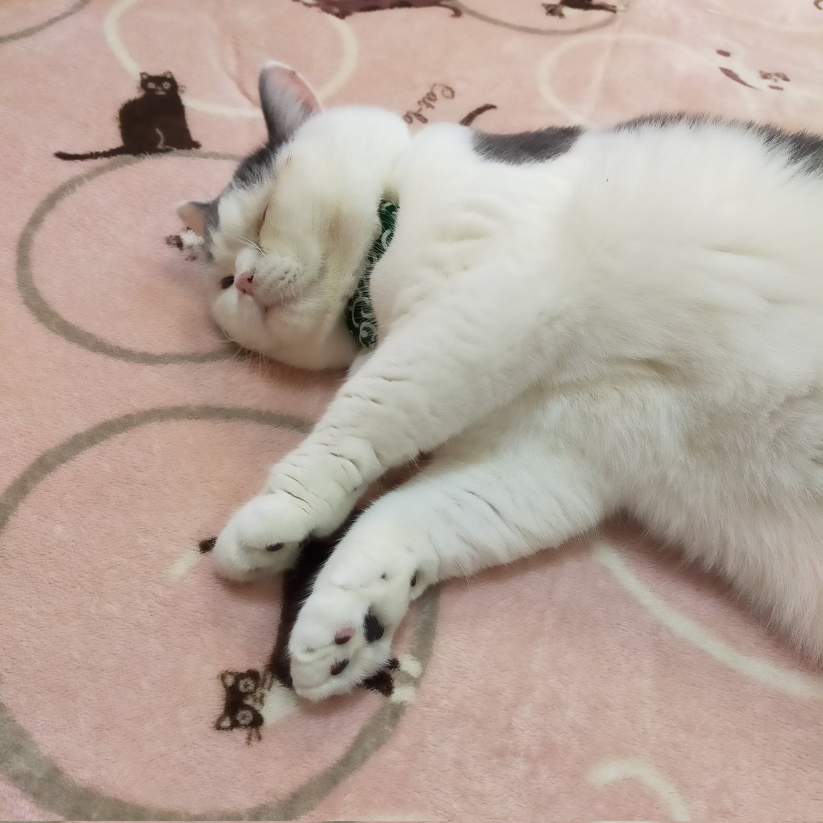 aizu_megoneko's tweet image. 雨上がりの土曜日
#會津めごねこ 営業中です

11月スタート✨
青空ですが冷たい風がびゅーびゅー吹いています
厚着してお出掛けください

猫、温めてます❤

#こぼし
#11月も
#11匹のめごい猫に逢いに来てね
#触れ合える猫カフェ
#猫休日
#11月も不定休
#3日4日は休業
#固定ポスト見てね
#会津 ＃cat