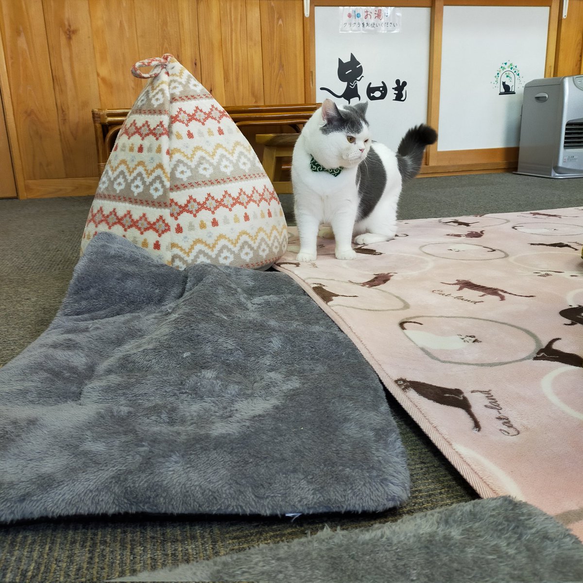 aizu_megoneko's tweet image. 雨上がりの土曜日
#會津めごねこ 営業中です

11月スタート✨
青空ですが冷たい風がびゅーびゅー吹いています
厚着してお出掛けください

猫、温めてます❤

#こぼし
#11月も
#11匹のめごい猫に逢いに来てね
#触れ合える猫カフェ
#猫休日
#11月も不定休
#3日4日は休業
#固定ポスト見てね
#会津 ＃cat