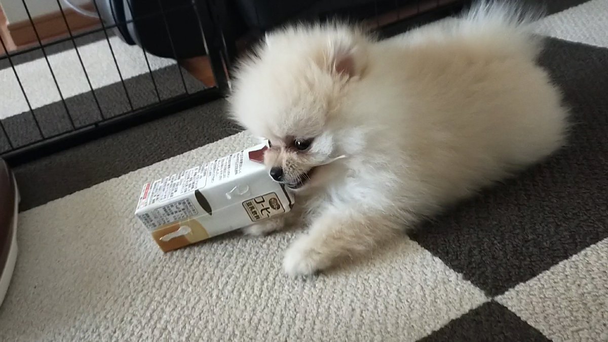 ポメラニアンのとろろ (@Pome_tororo) / Posts / X