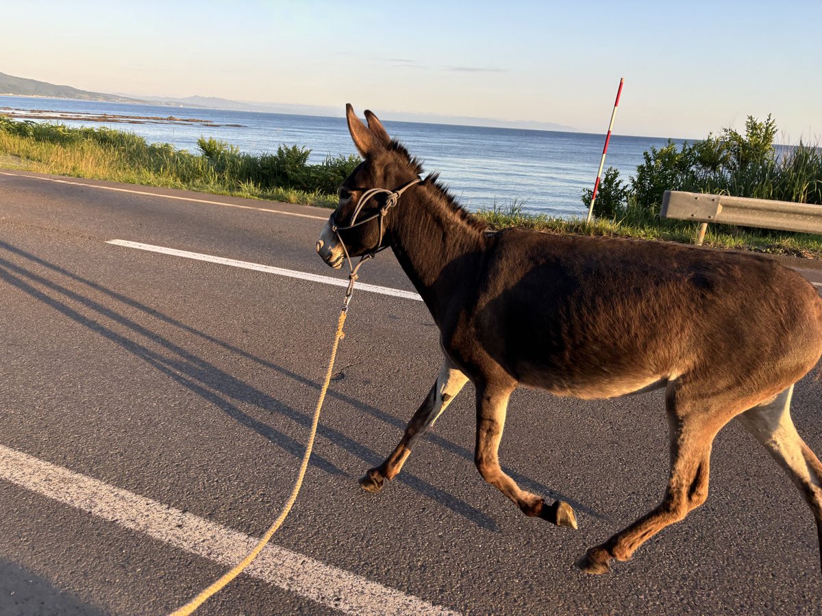 「熊石」という地名は、道南以外の人にはほとんど知られていないと思う。私の知り合いも、もともと知っている人は皆無だった。人口は1700人。今後ますます減っていくだろう。しかし、ここにはロバがのびのびと暮らせる広い土地と、きれいな海がある。ロバと塩をつくるには最高の土地。