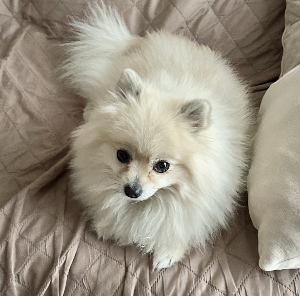 #犬の日
#ポメラニアン